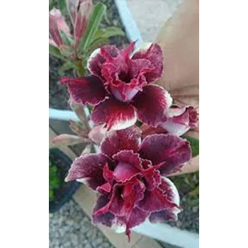 adenium plant (7)-1739475-23776.webp